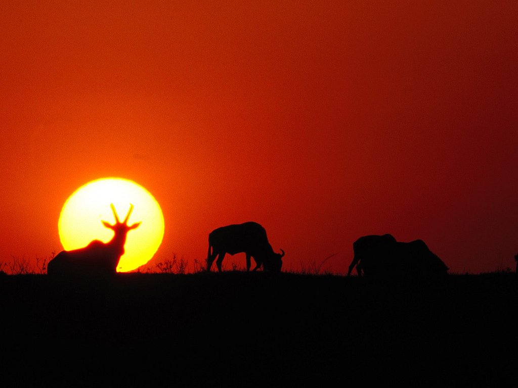 Antelope Sunrise